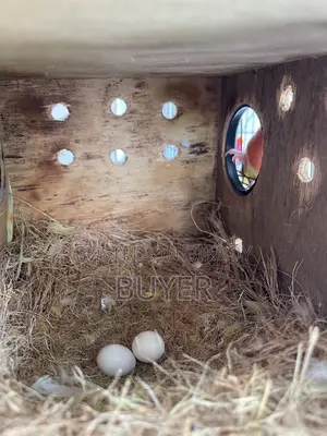 Master Female Lovebird with Eggs and Cage