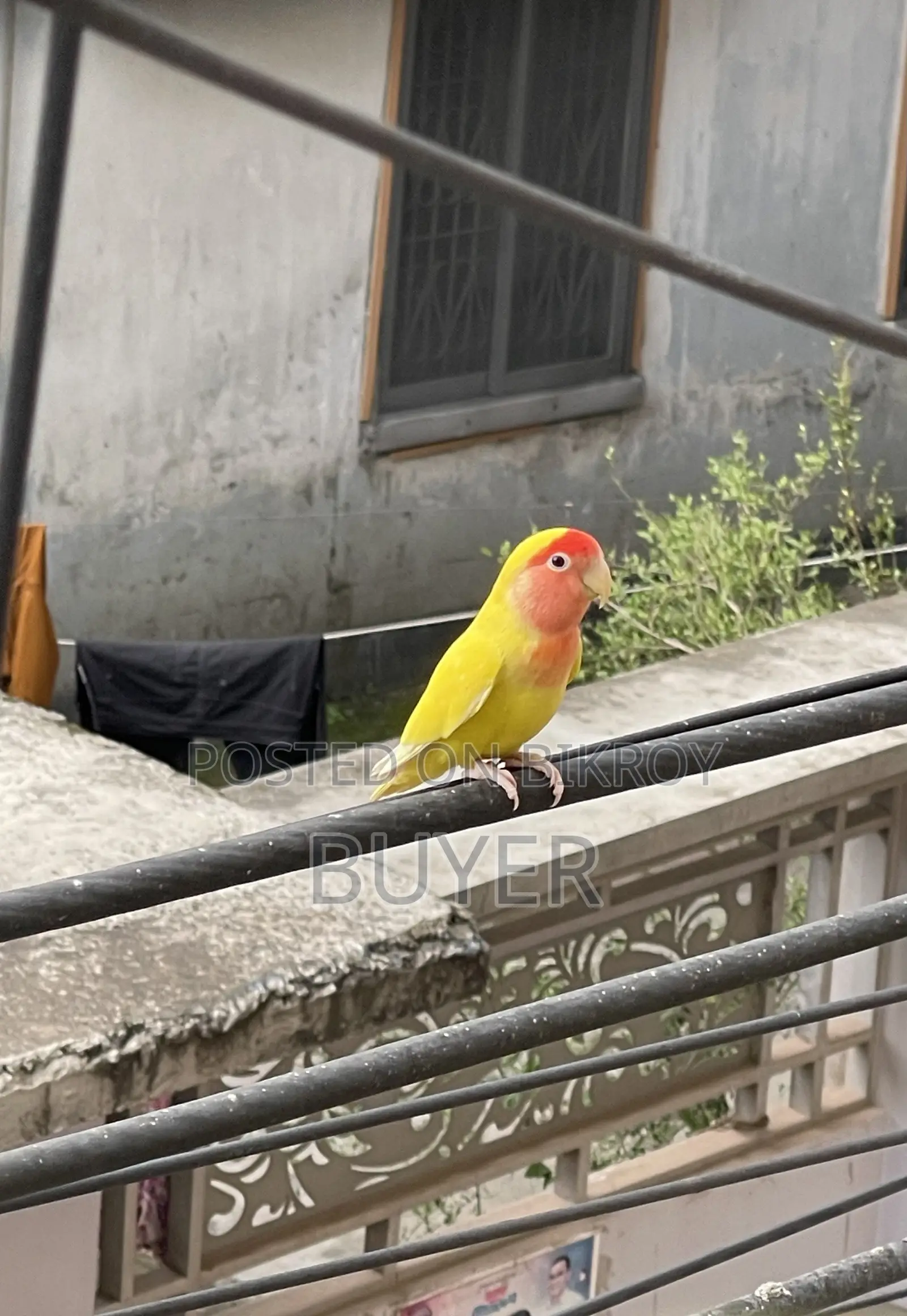 Master Female Lovebird with Eggs and Cage