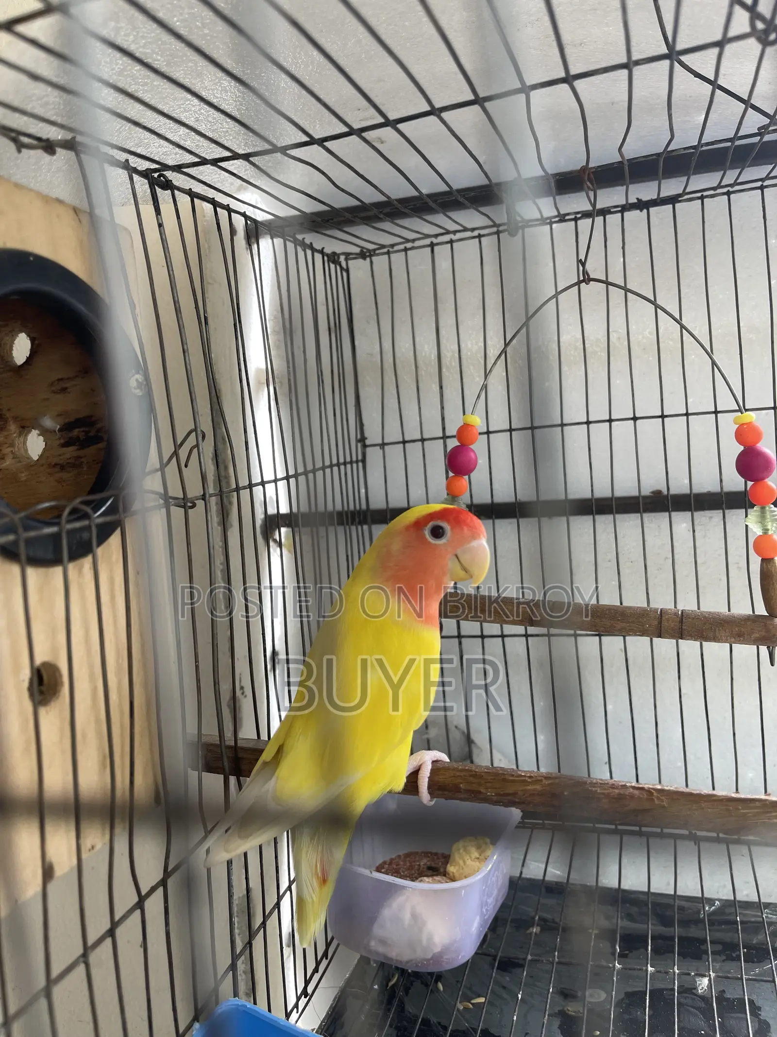 Master Female Lovebird with Eggs and Cage