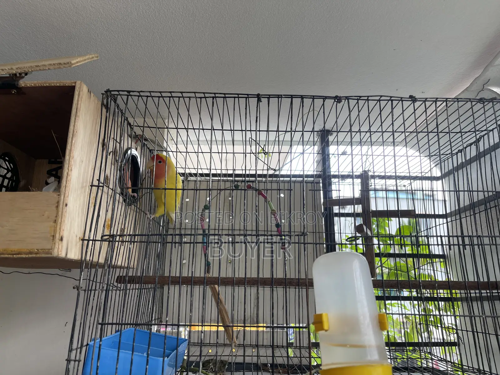 Master Female Lovebird with Eggs and Cage