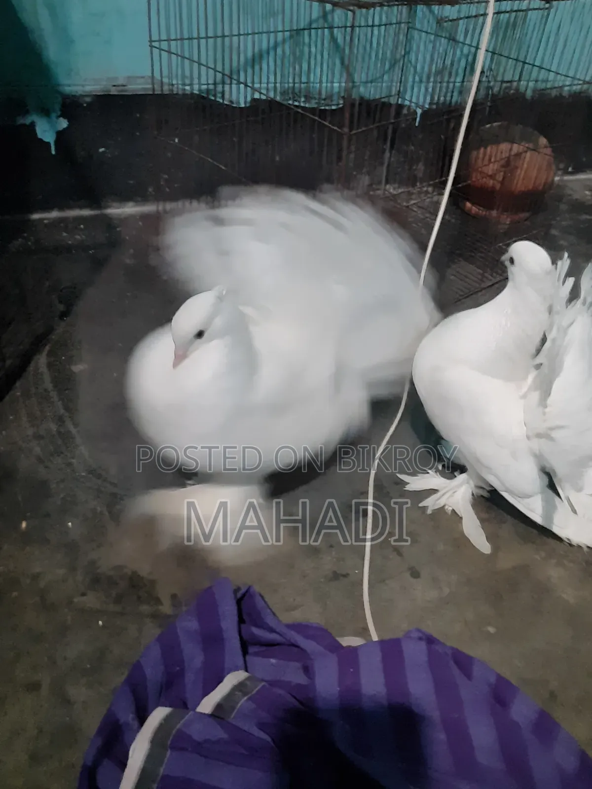 Kobutor Sell Hobe
