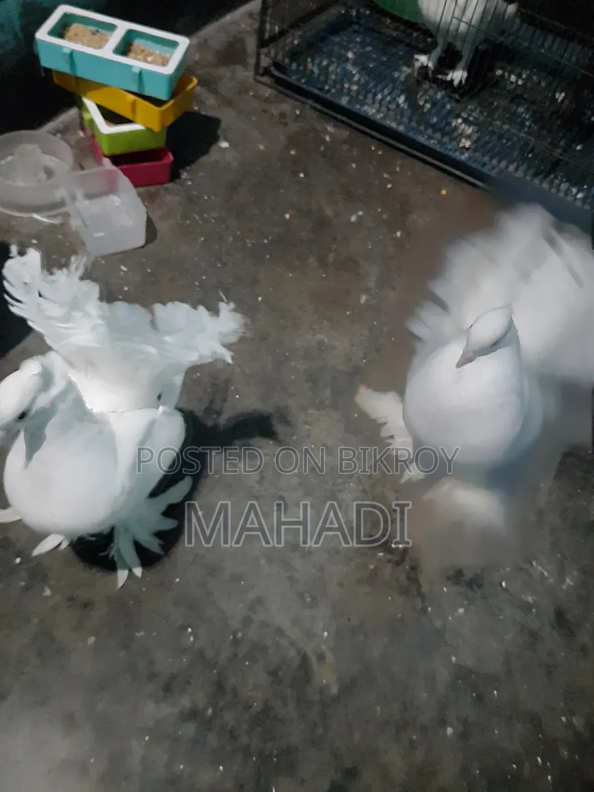 Kobutor Sell Hobe