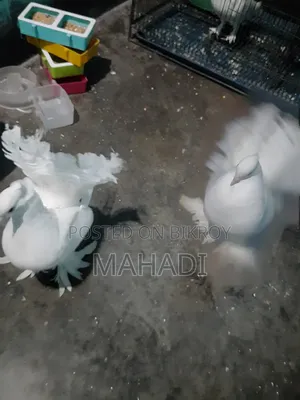 Kobutor Sell Hobe
