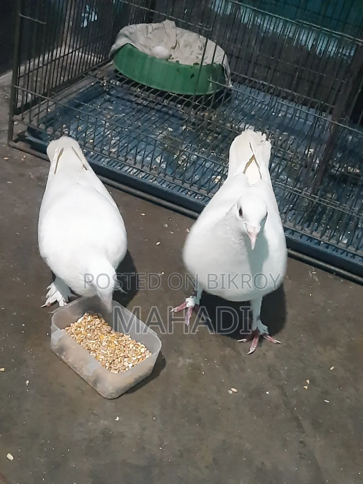 Kobutor Sell Hobe