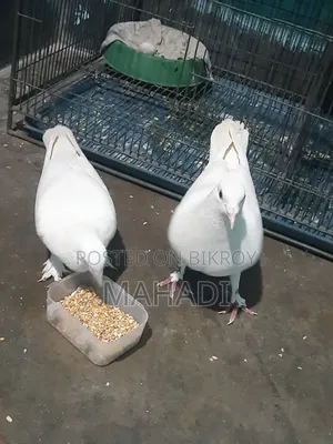 Kobutor Sell Hobe
