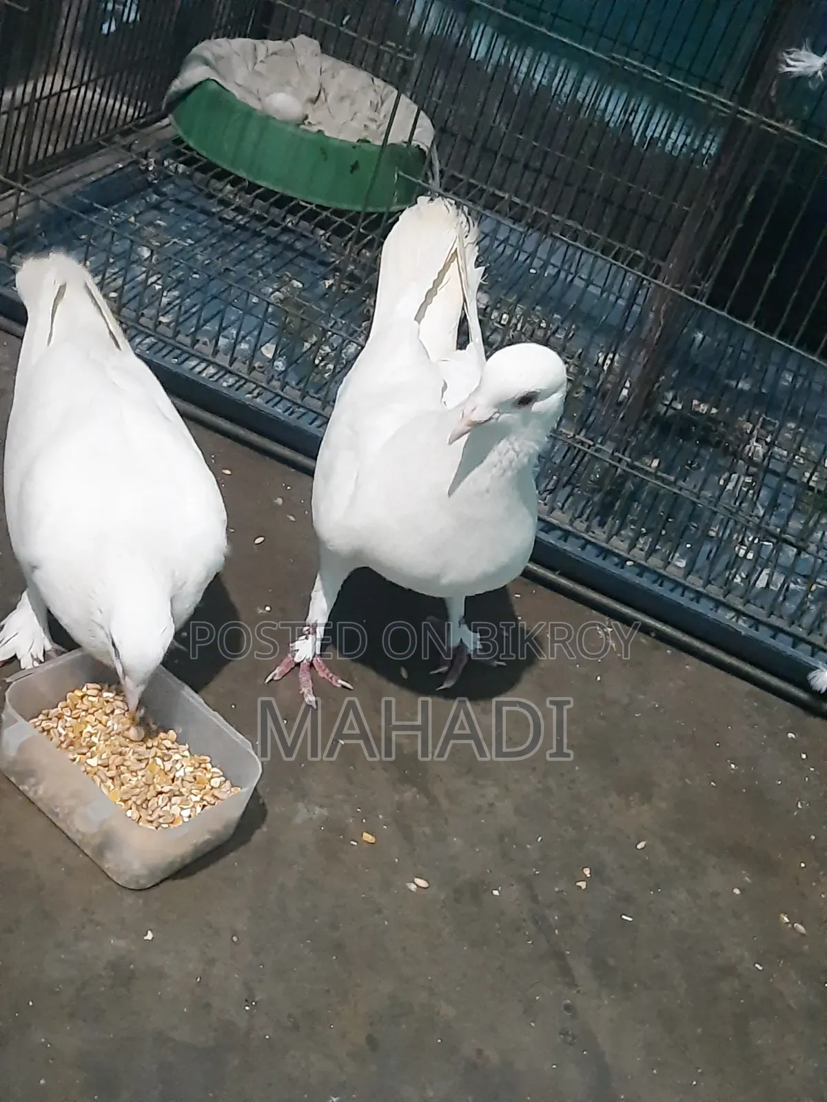 Kobutor Sell Hobe