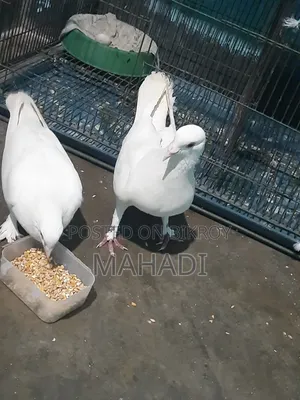 Kobutor Sell Hobe