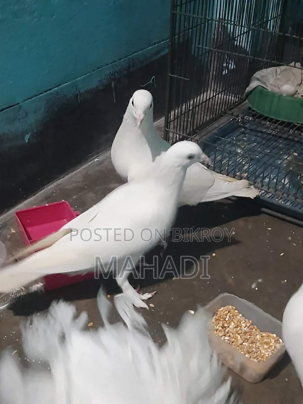 Kobutor Sell Hobe
