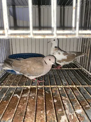 Dove birds for sale