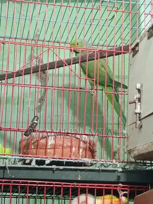 Running Ringneck Parrot