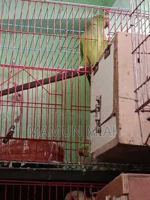 Running Ringneck Parrot