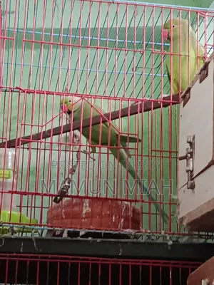 Running Ringneck Parrot