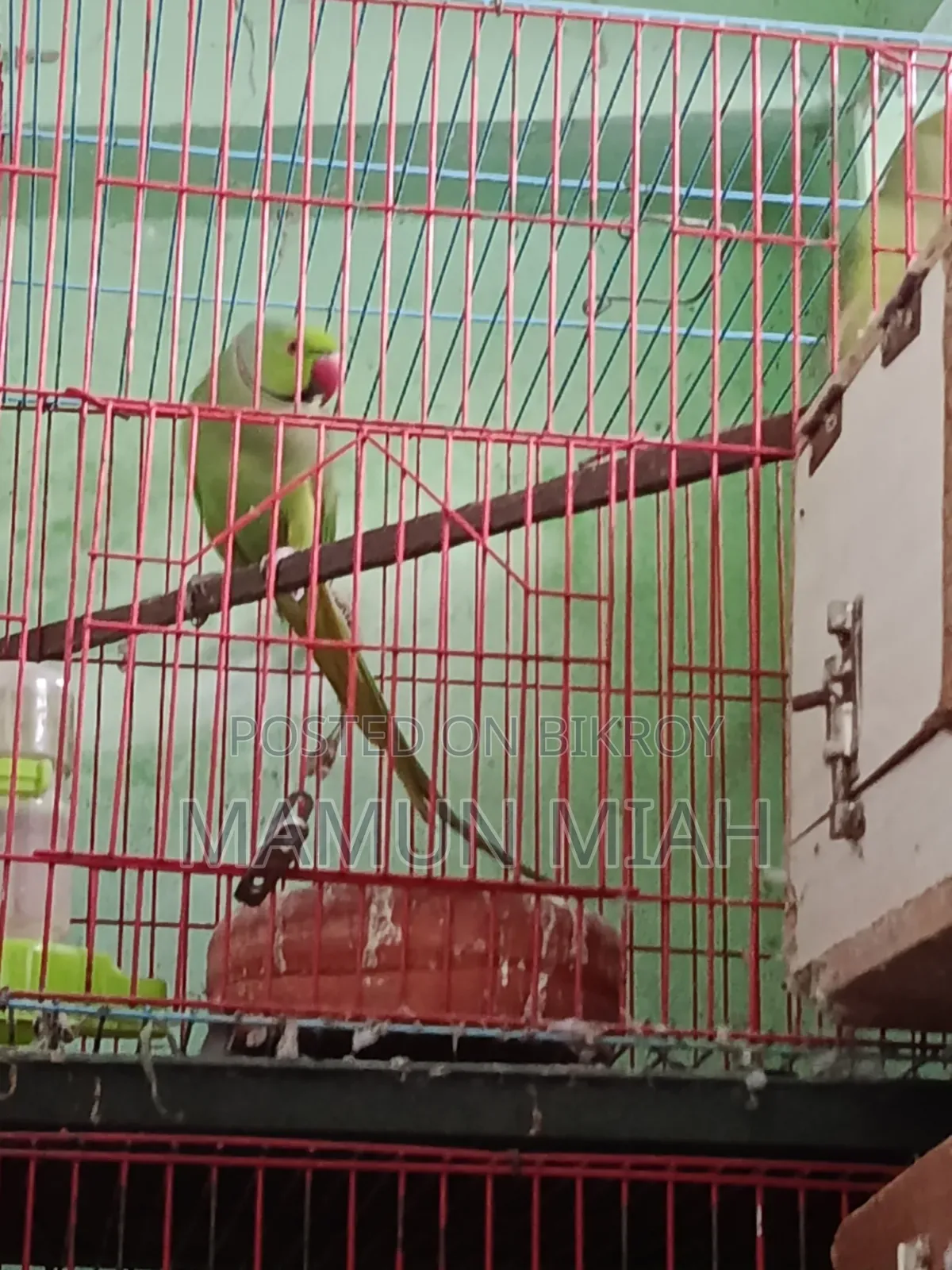 Running Ringneck Parrot