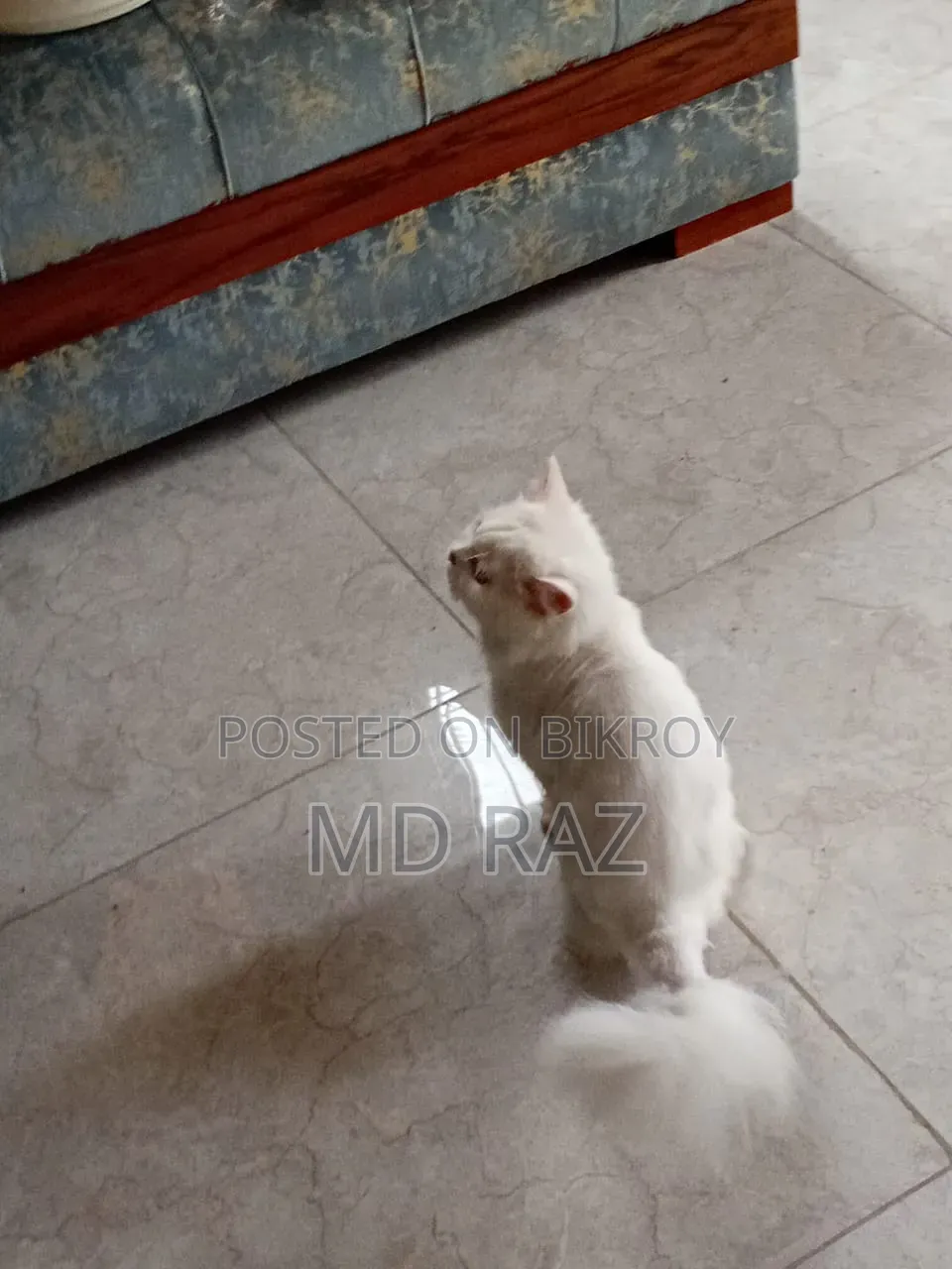 6-12 months Male Mixed Breed Persian