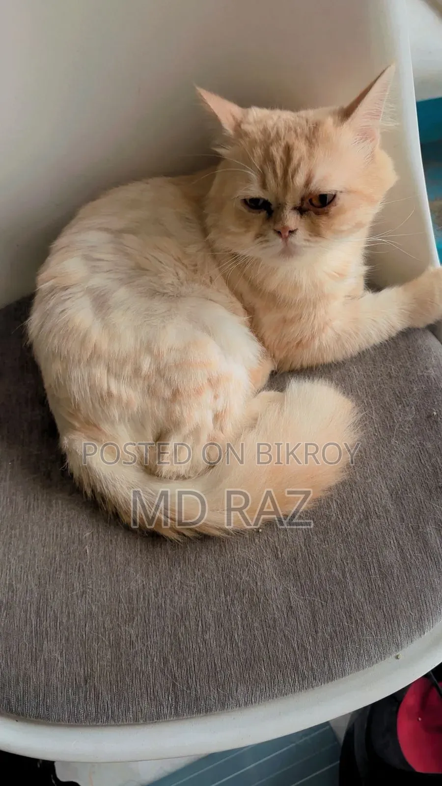6-12 months Male Mixed Breed Persian