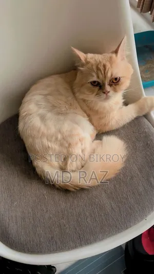 6-12 Months Male Mixed Breed Persian