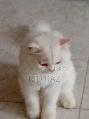 6-12 months Male Mixed Breed Persian