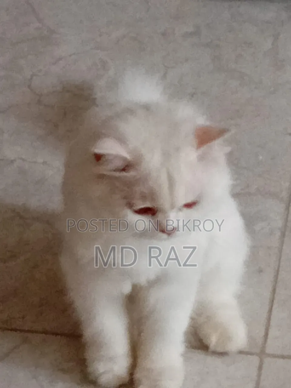 6-12 months Male Mixed Breed Persian