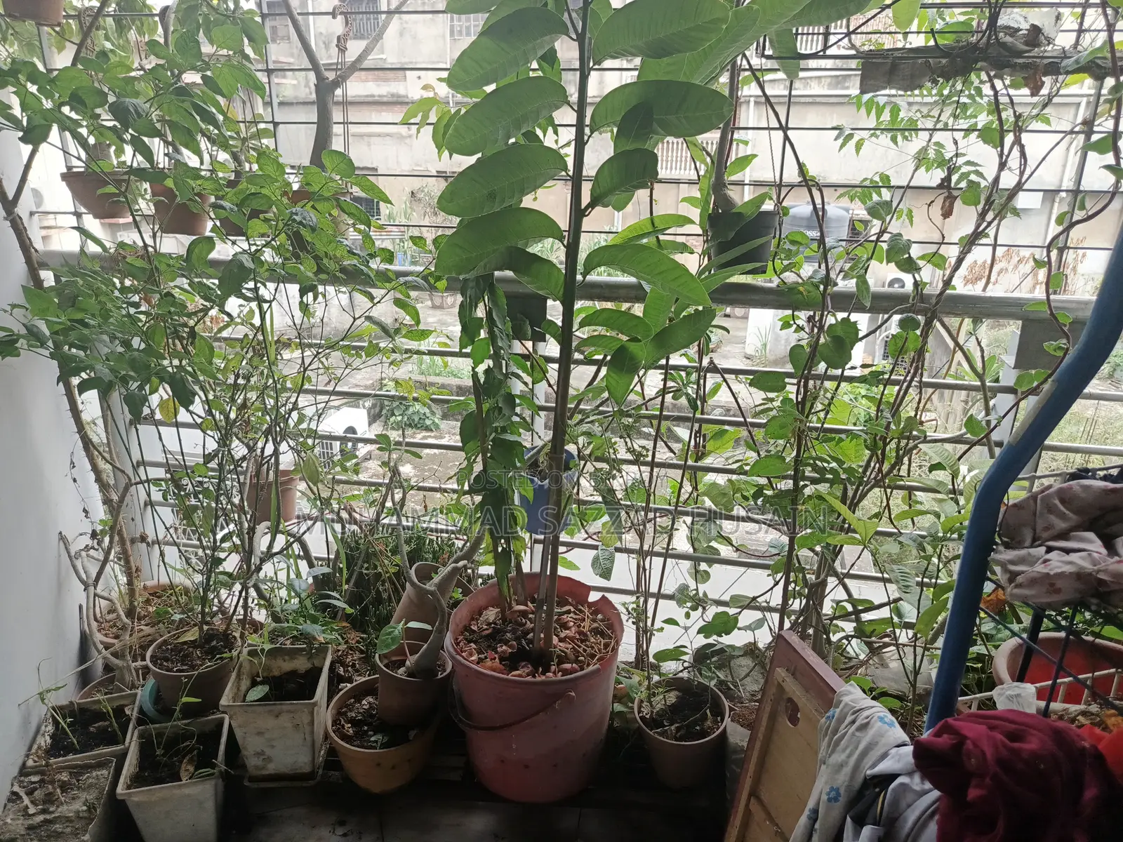 গাছ অনেক অনেক গাছ