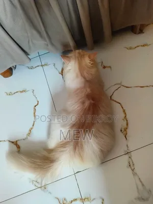 3-6 months Male Purebred Persian