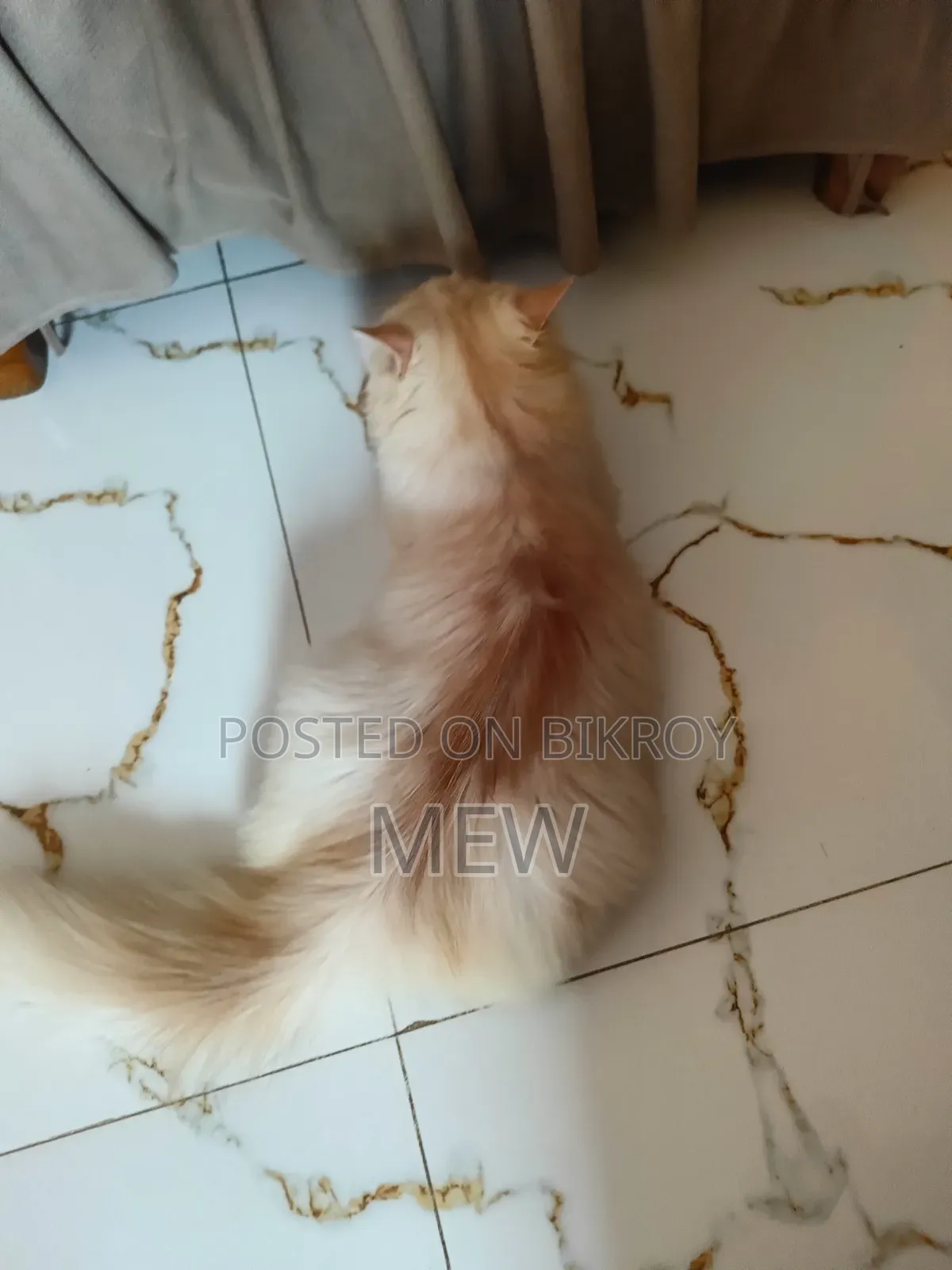 3-6 Months Male Purebred Persian