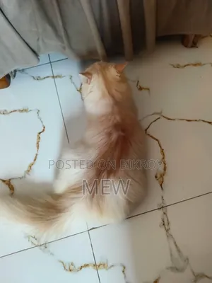 3-6 Months Male Purebred Persian