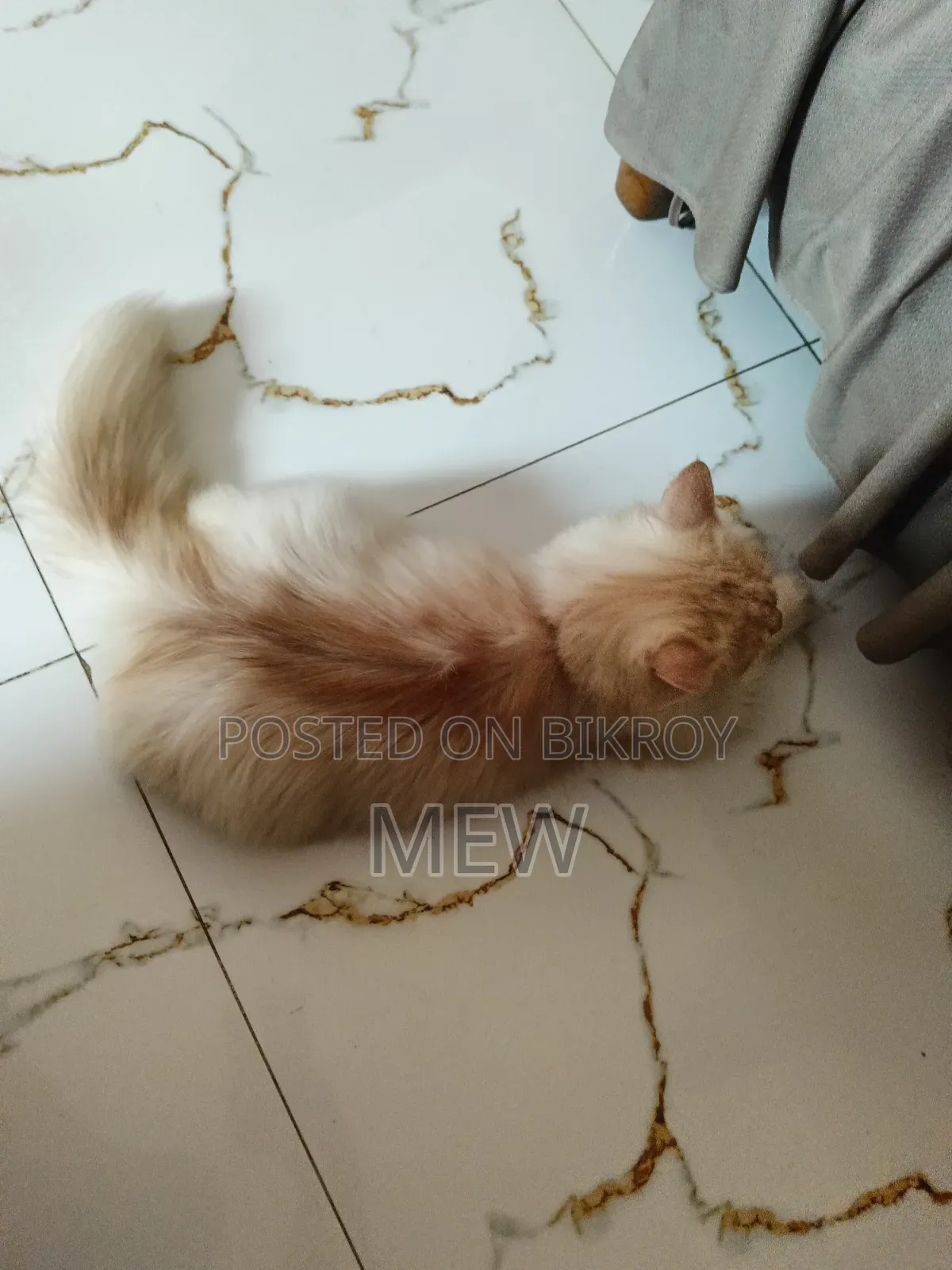 3-6 Months Male Purebred Persian