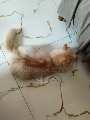 3-6 Months Male Purebred Persian