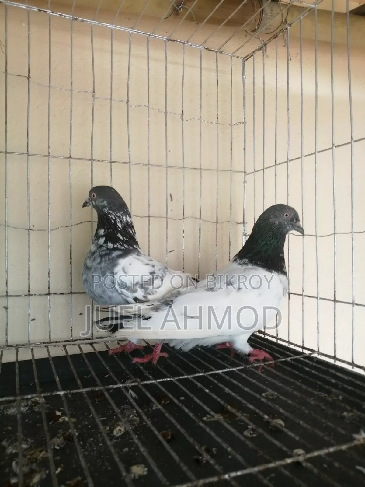 Giribaj Pigeon