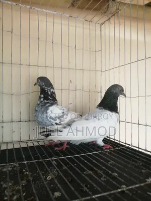 Giribaj Pigeon