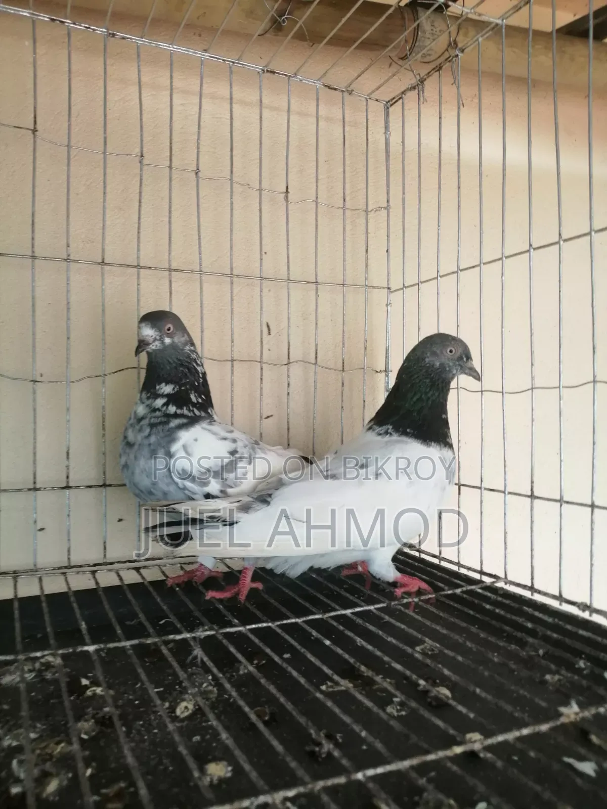 Giribaj Pigeon