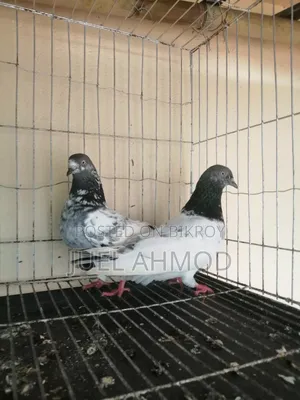 Giribaj Pigeon