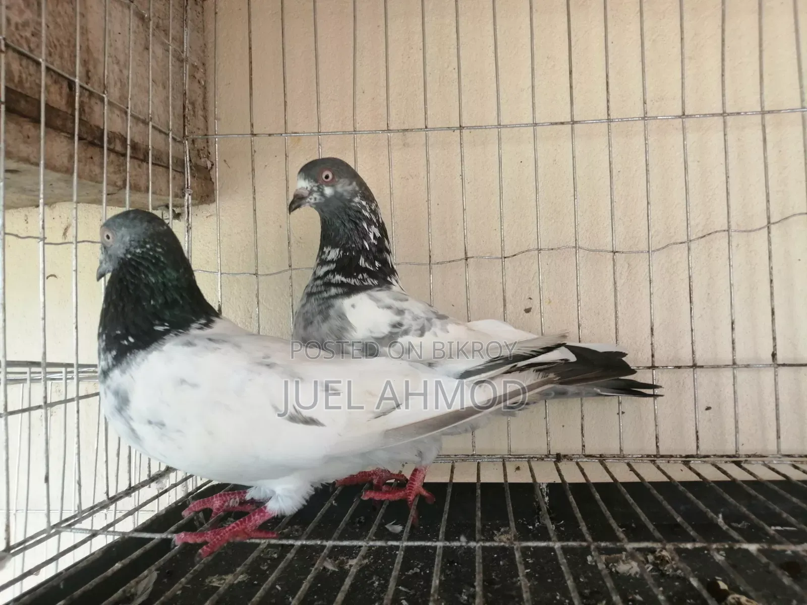 Giribaj Pigeon
