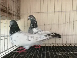 Giribaj Pigeon