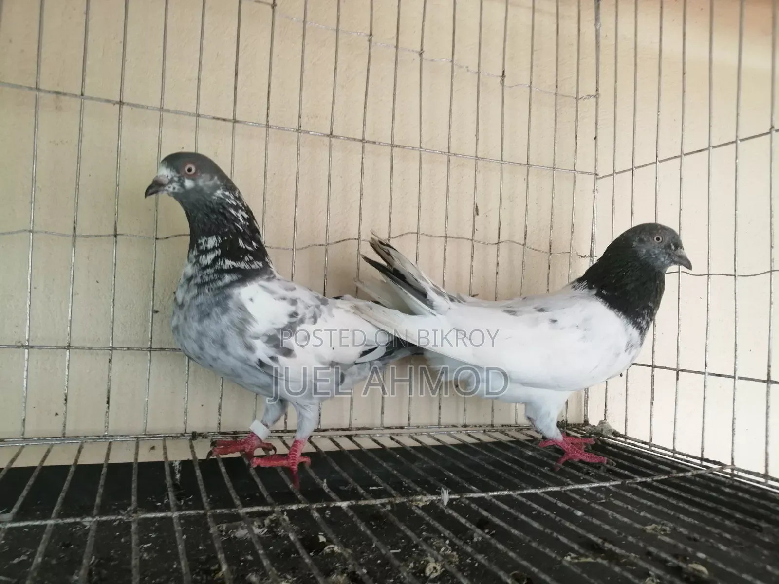 Giribaj Pigeon