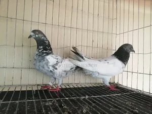 Giribaj Pigeon