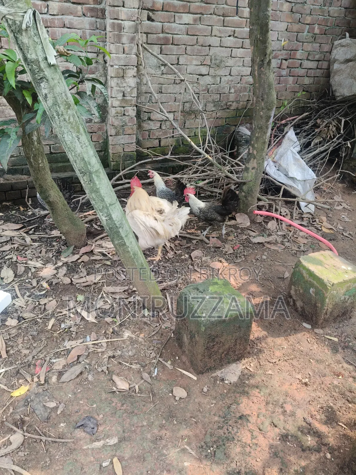 ৬টি ফাওমি মুরগি ব্রিক্রি করা হবে