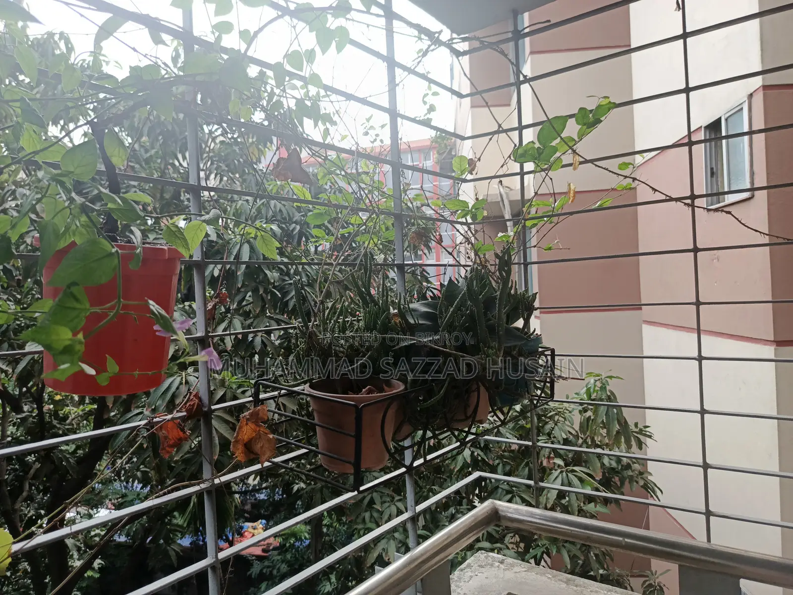 গাছ অনেক অনেক গাছ