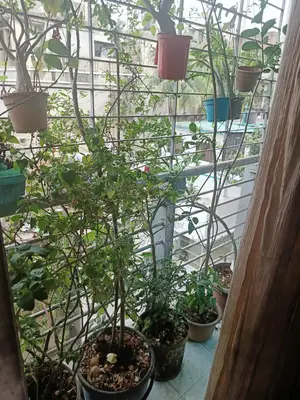 গাছ অনেক অনেক গাছ