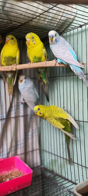 Adult Budgerigar