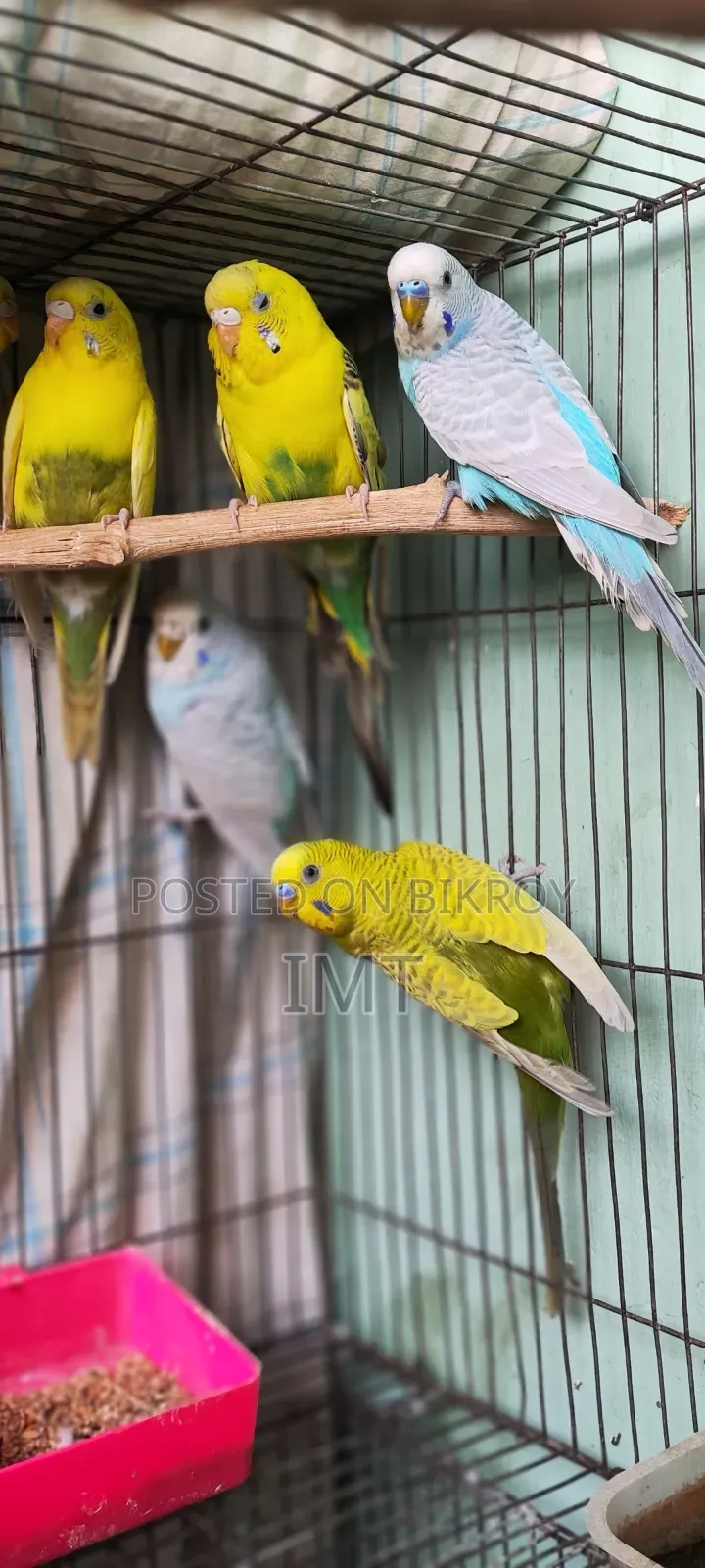 Adult Budgerigar