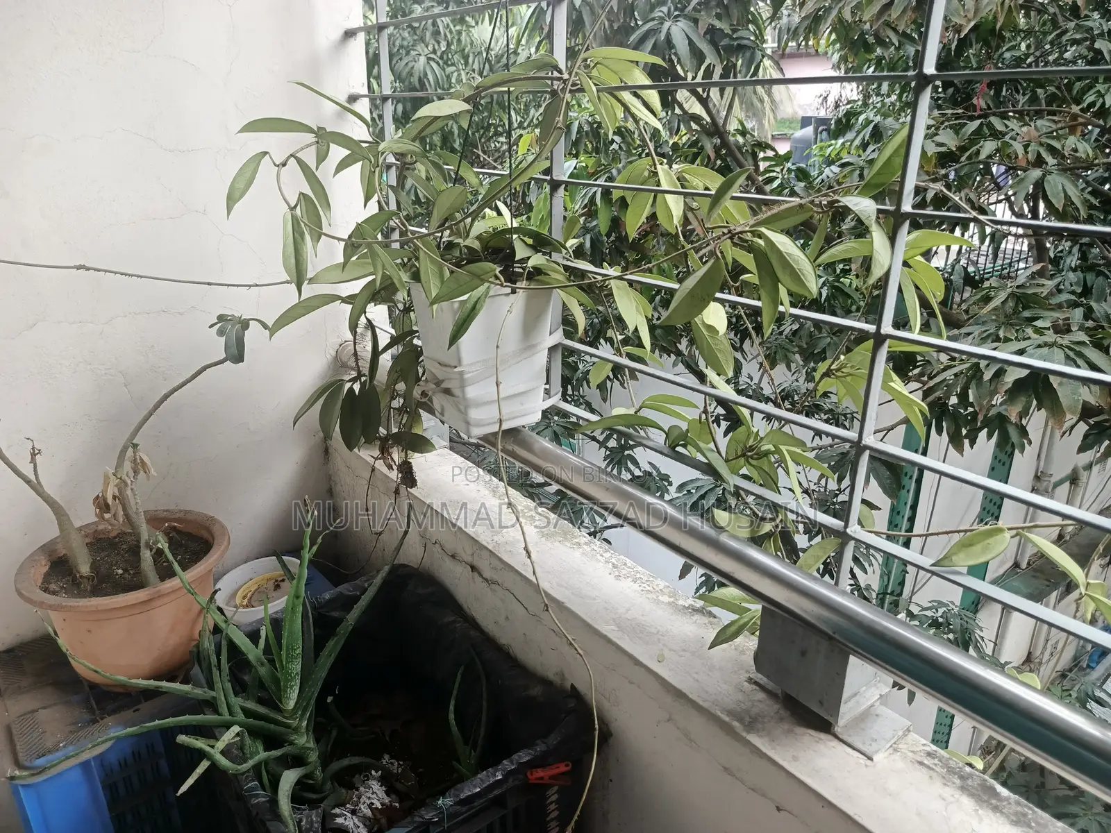 গাছ অনেক অনেক গাছ