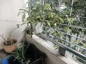 গাছ অনেক অনেক গাছ