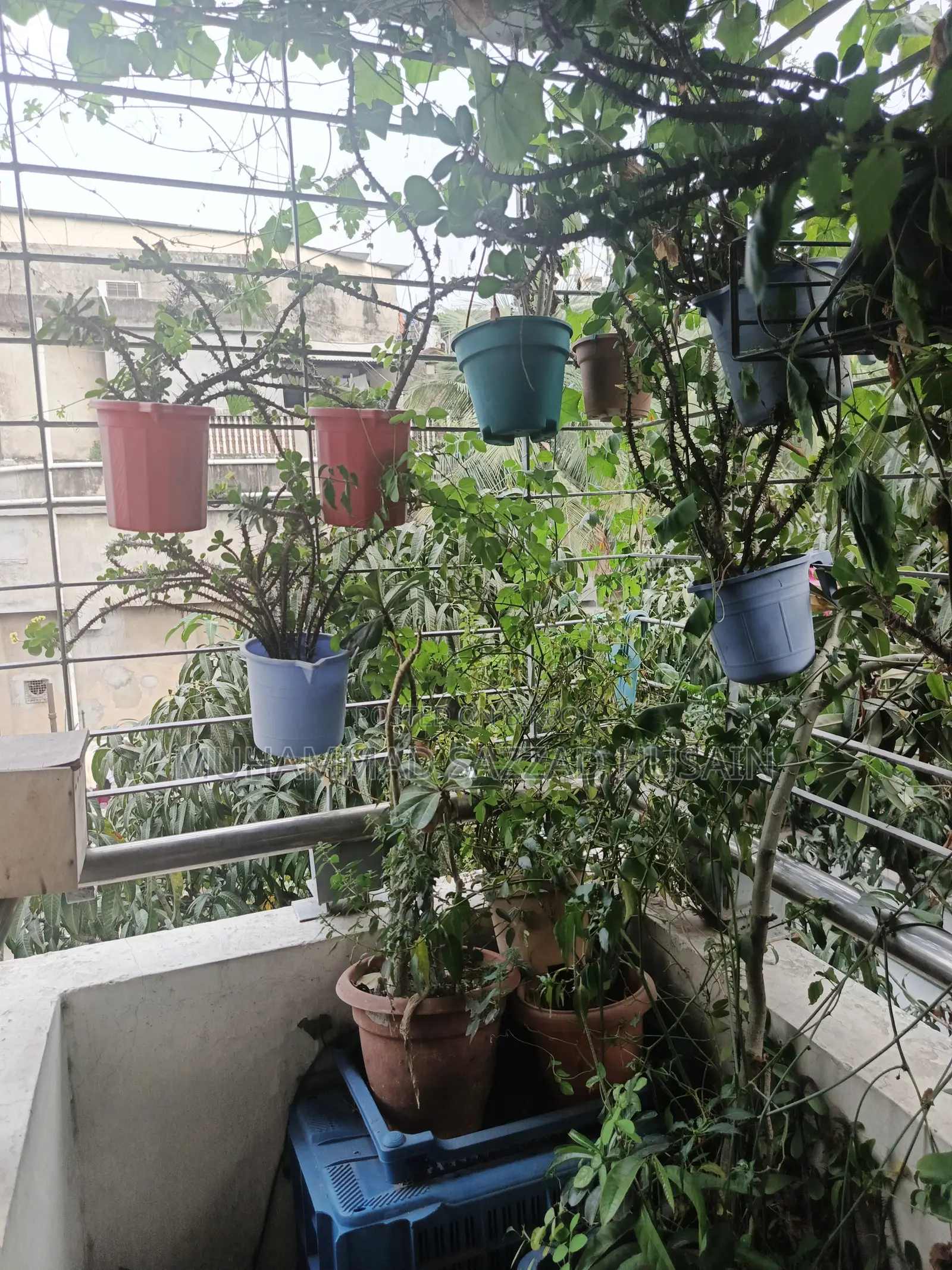 গাছ অনেক অনেক গাছ