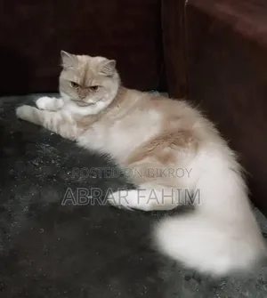 6-12 Months Female Mixed Breed Persian