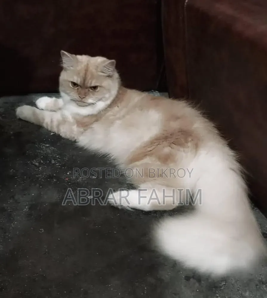 6-12 Months Female Mixed Breed Persian