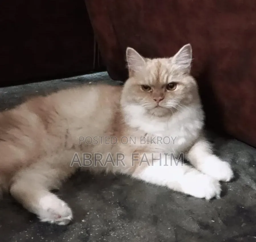 6-12 Months Female Mixed Breed Persian