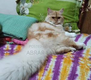 6-12 Months Female Mixed Breed Persian