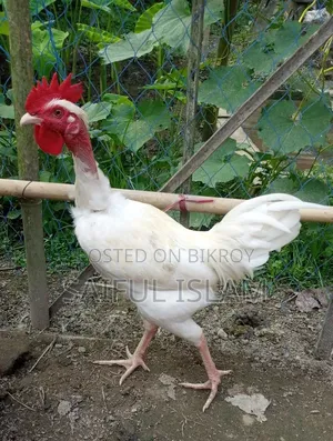 I want to sell a pure white naked-neck local chicken.