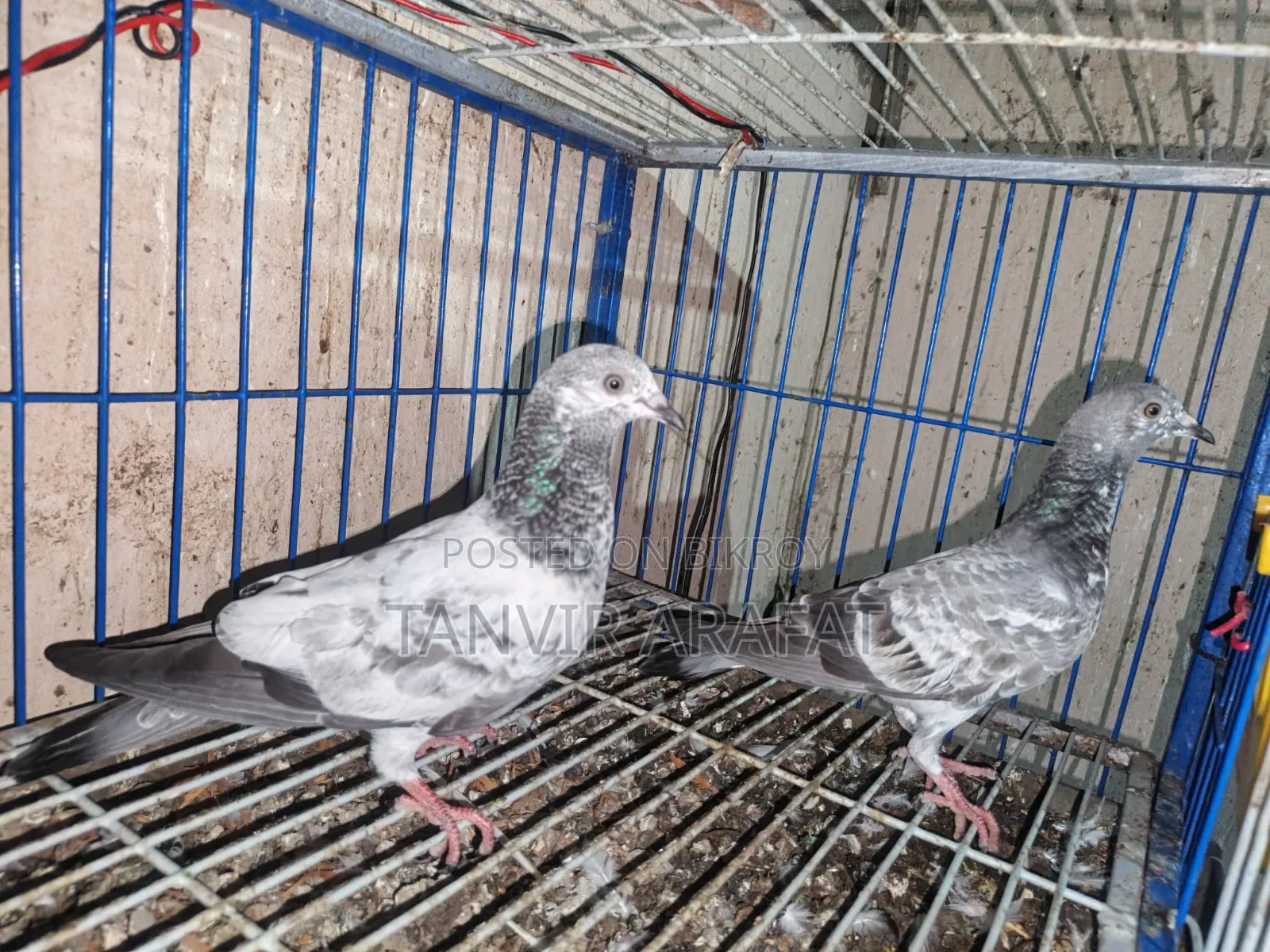 Giribaz Pigeon